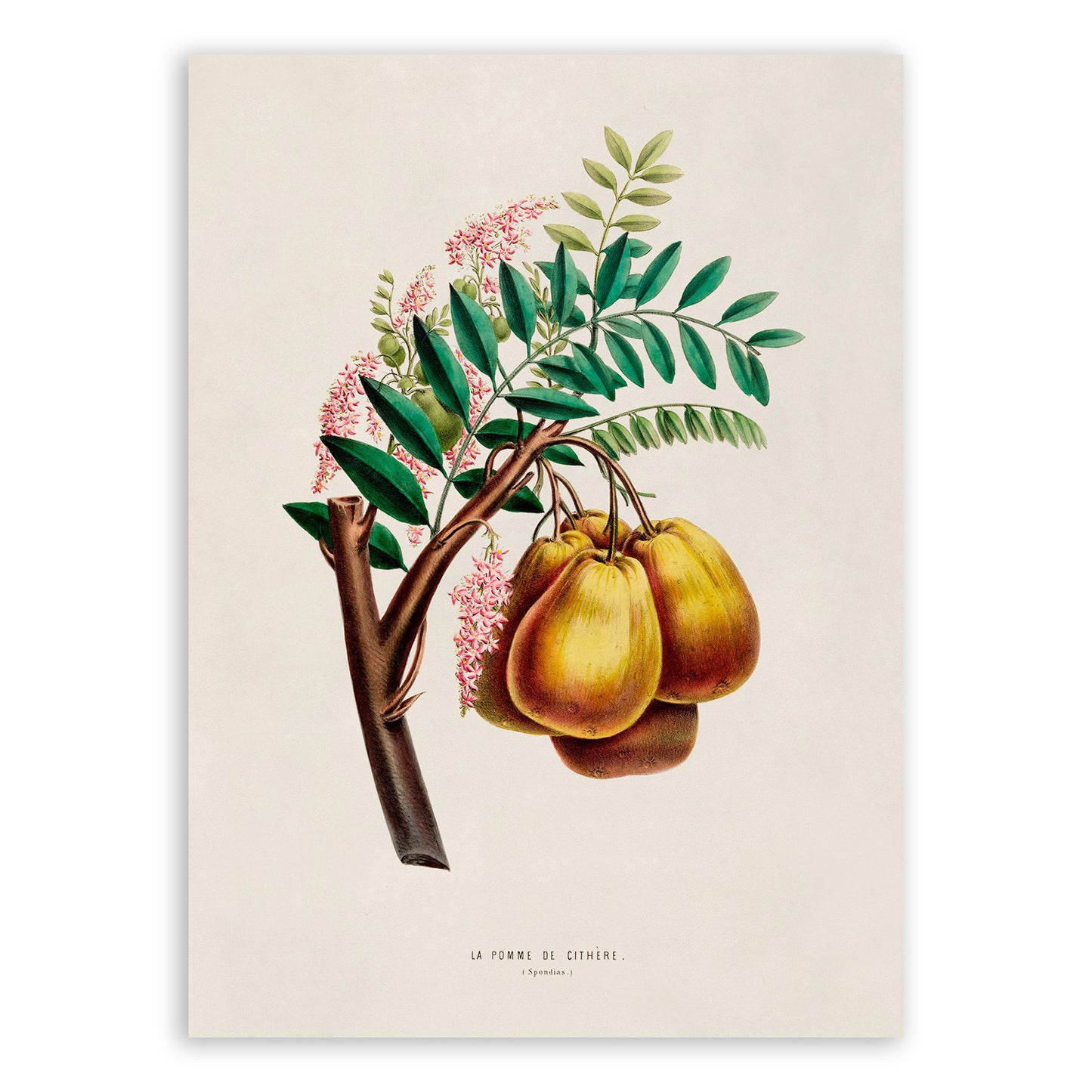 Yellow Mombin Fruit Botanical Illustration Print, FDA04