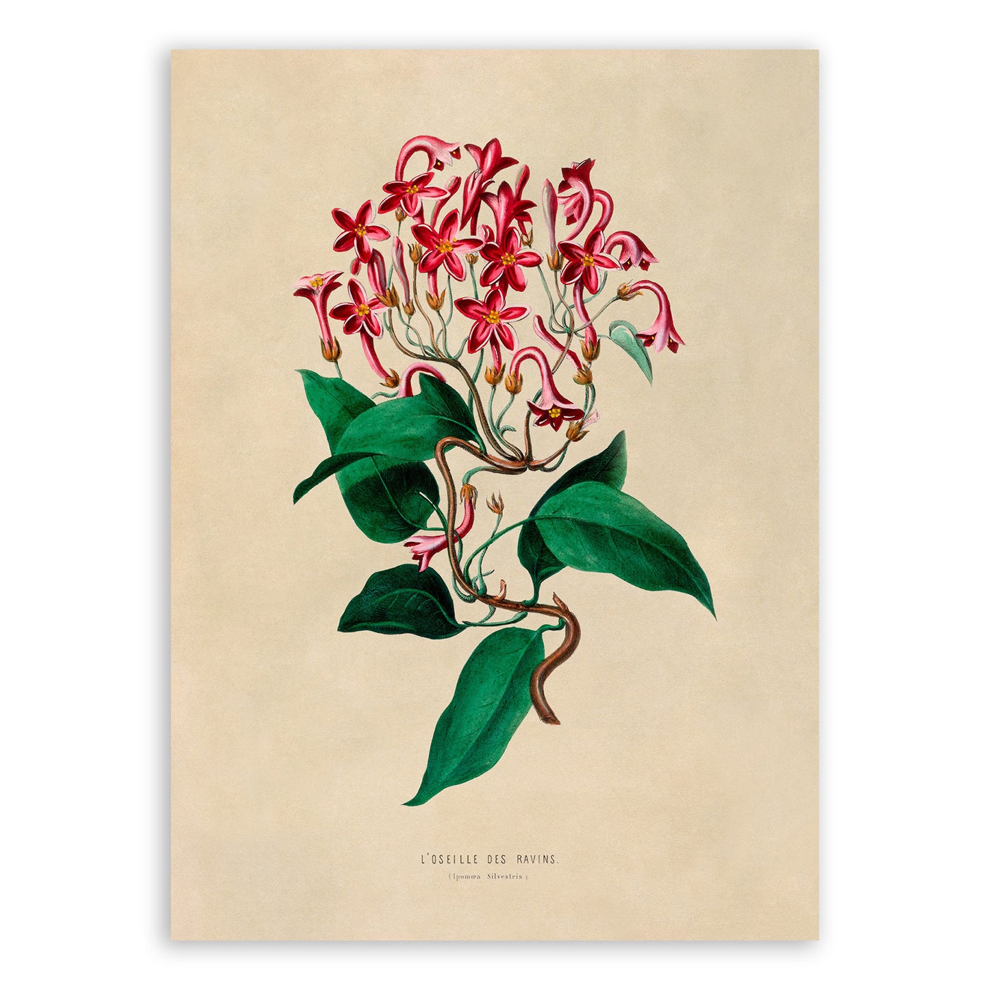 Red Flower Botanical Illustration Print, FDA05