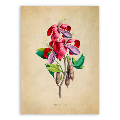 Cockspur Coral Tree Flower Botanical Illustration Print, FDA06