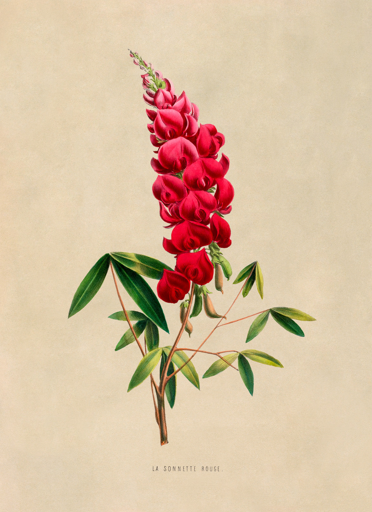 Coral Tree Flower Botanical Illustration Print, FDA07