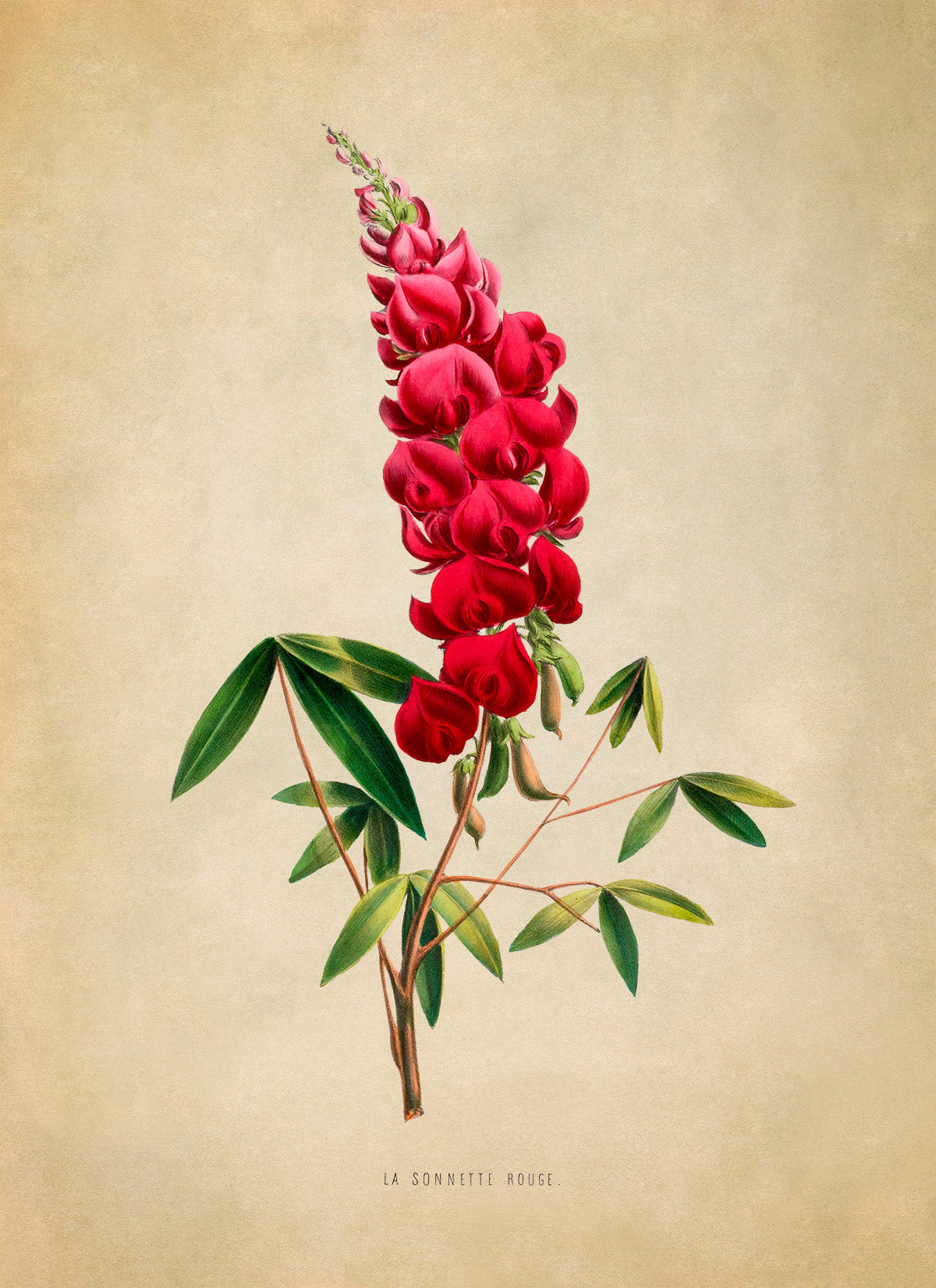 Coral Tree Flower Botanical Illustration Print, FDA07