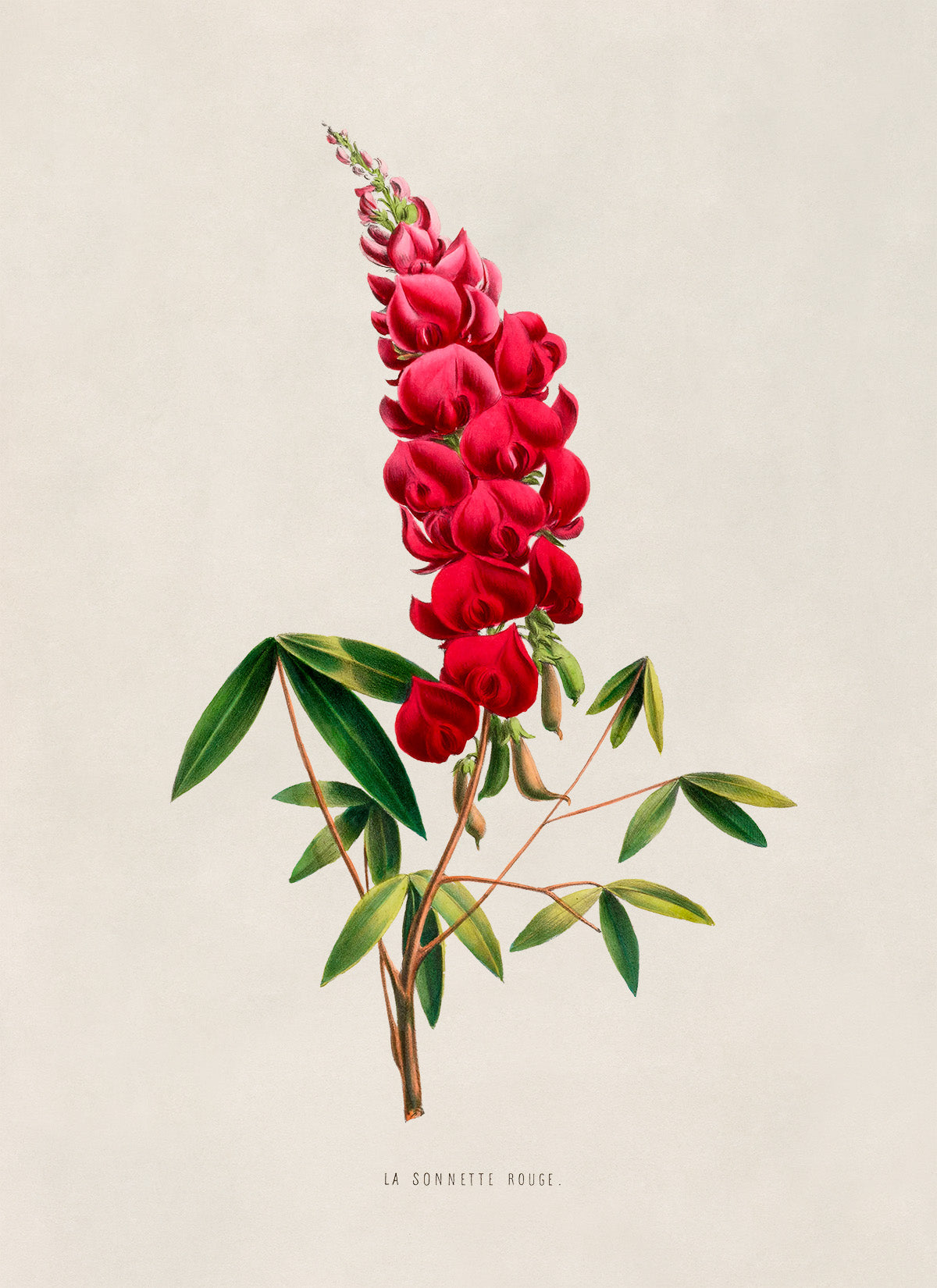 Coral Tree Flower Botanical Illustration Print, FDA07