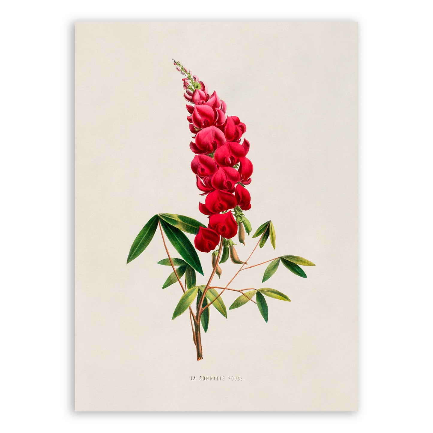 Coral Tree Flower Botanical Illustration Print, FDA07