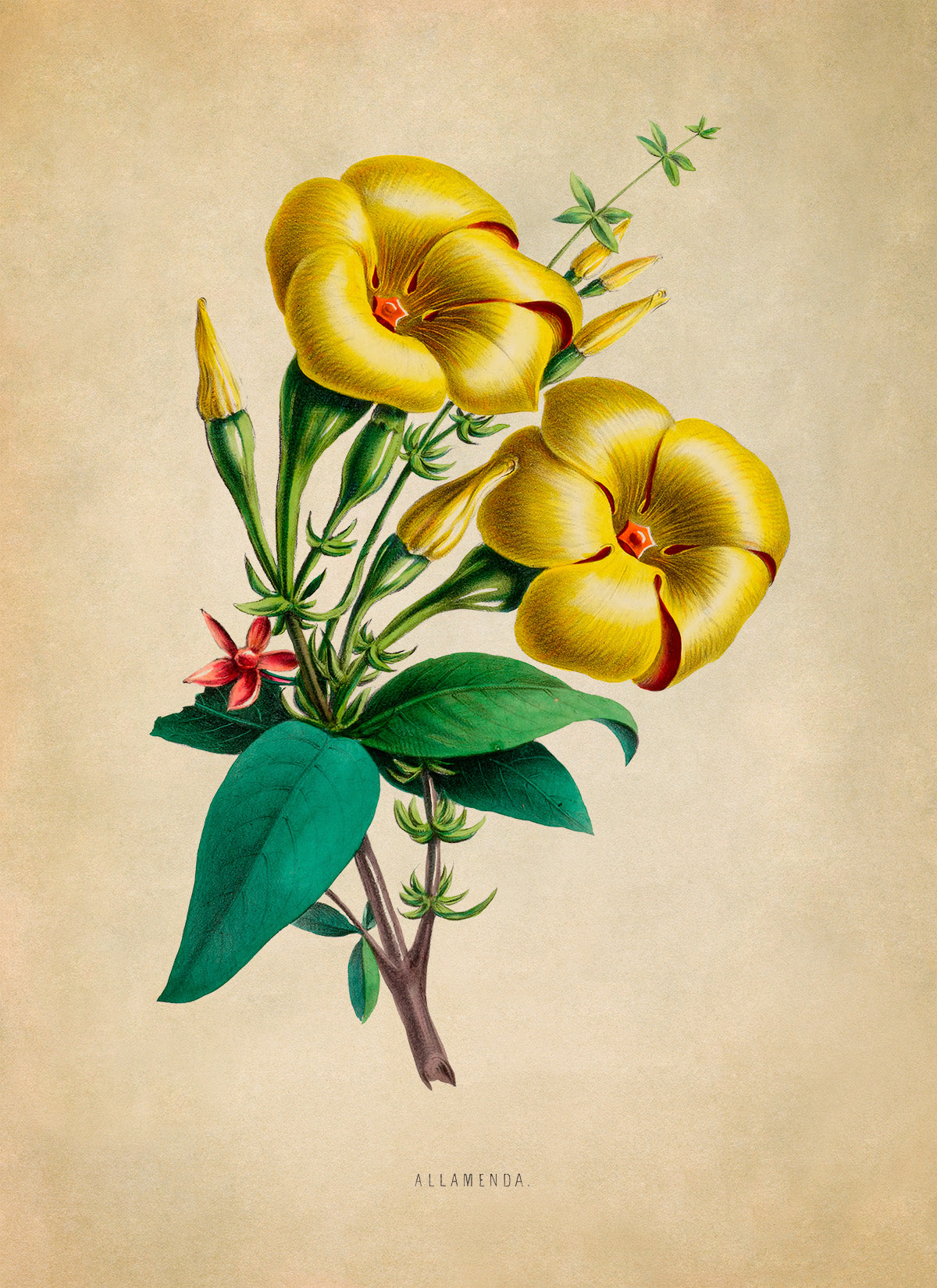 Golden Trumpet Flower Botanical Illustration Print, FDA08