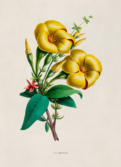 Golden Trumpet Flower Botanical Illustration Print, FDA08