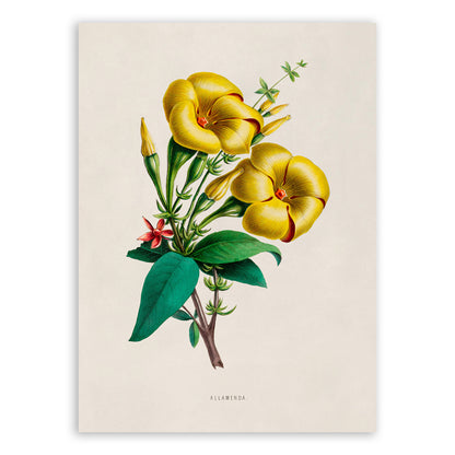 Golden Trumpet Flower Botanical Illustration Print, FDA08