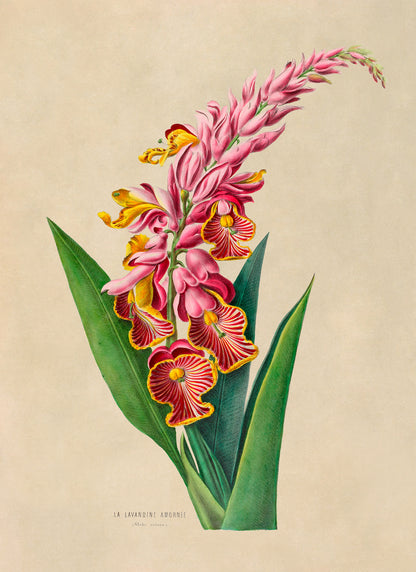 Shell Ginger Flower Botanical Illustration Print, FDA09