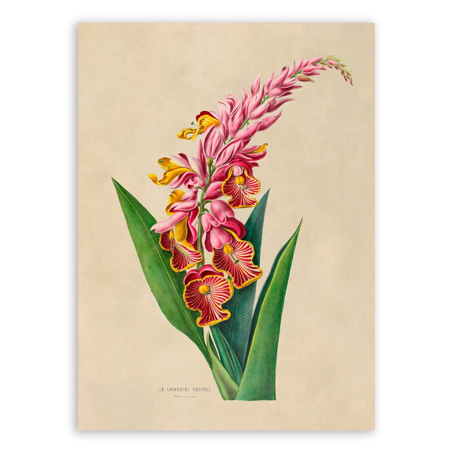 Shell Ginger Flower Botanical Illustration Print, FDA09