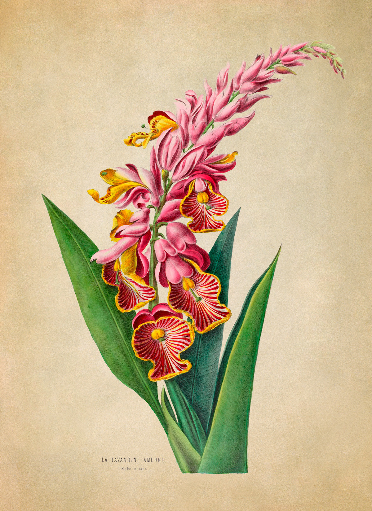 Shell Ginger Flower Botanical Illustration Print, FDA09