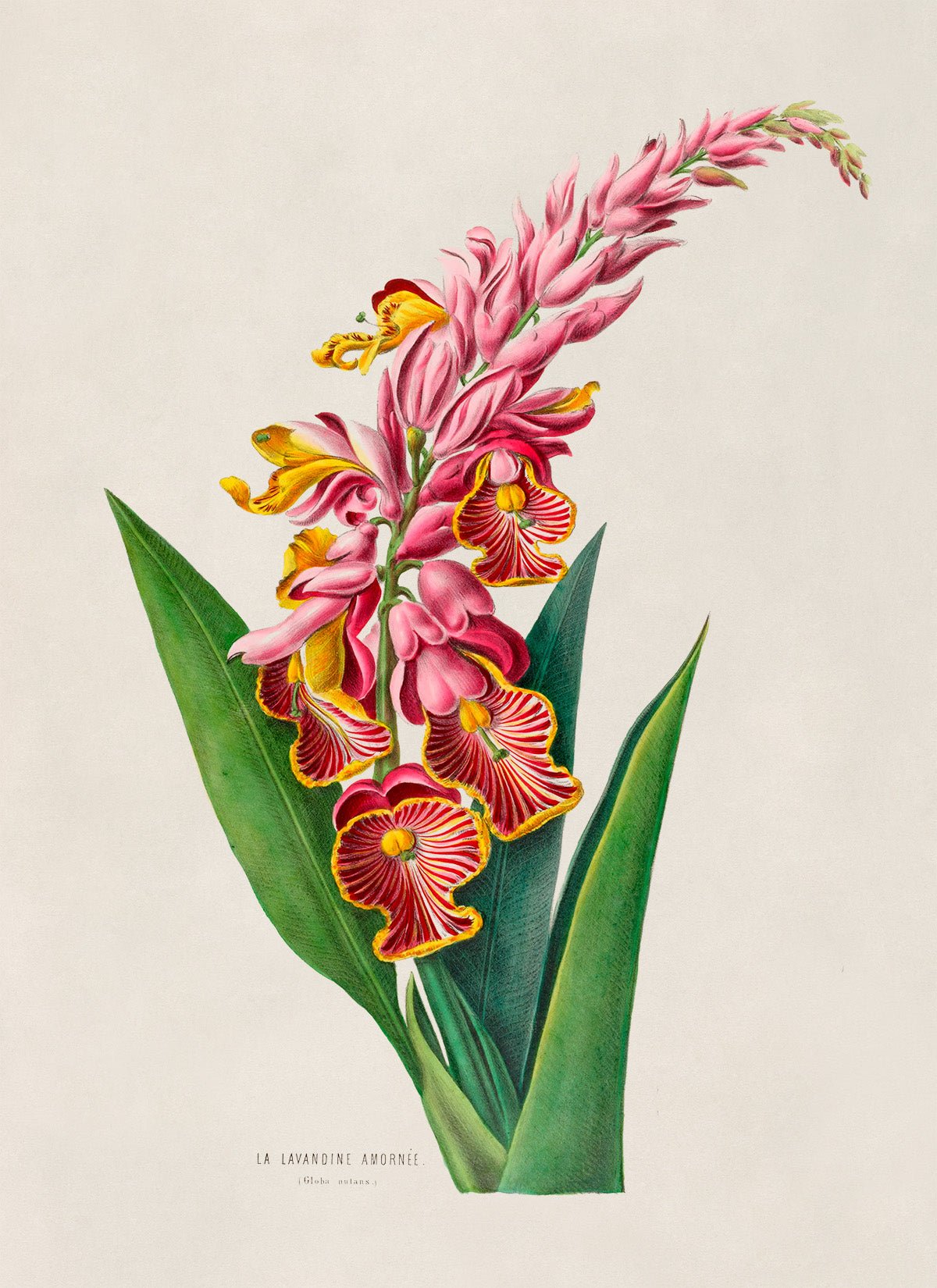 Shell Ginger Flower Botanical Illustration Print, FDA09