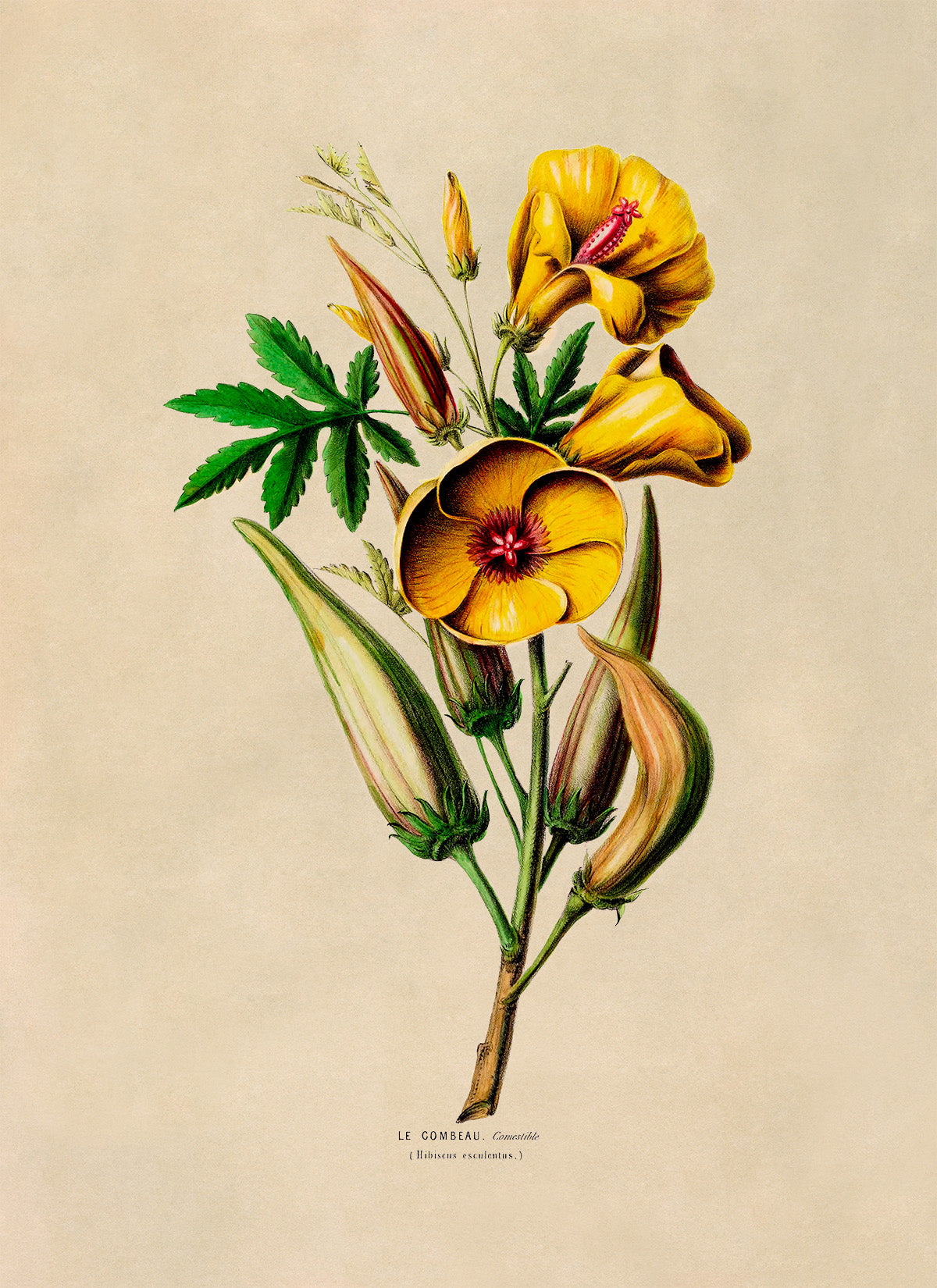 Okra Plant Botanical Illustration Print, FDA100