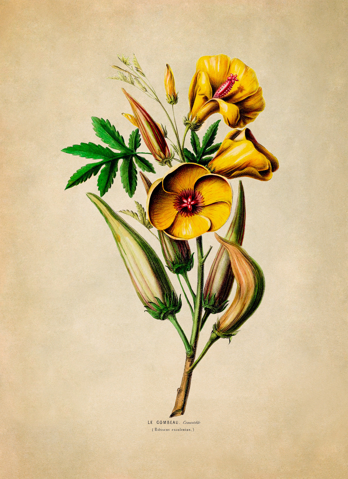 Okra Plant Botanical Illustration Print, FDA100