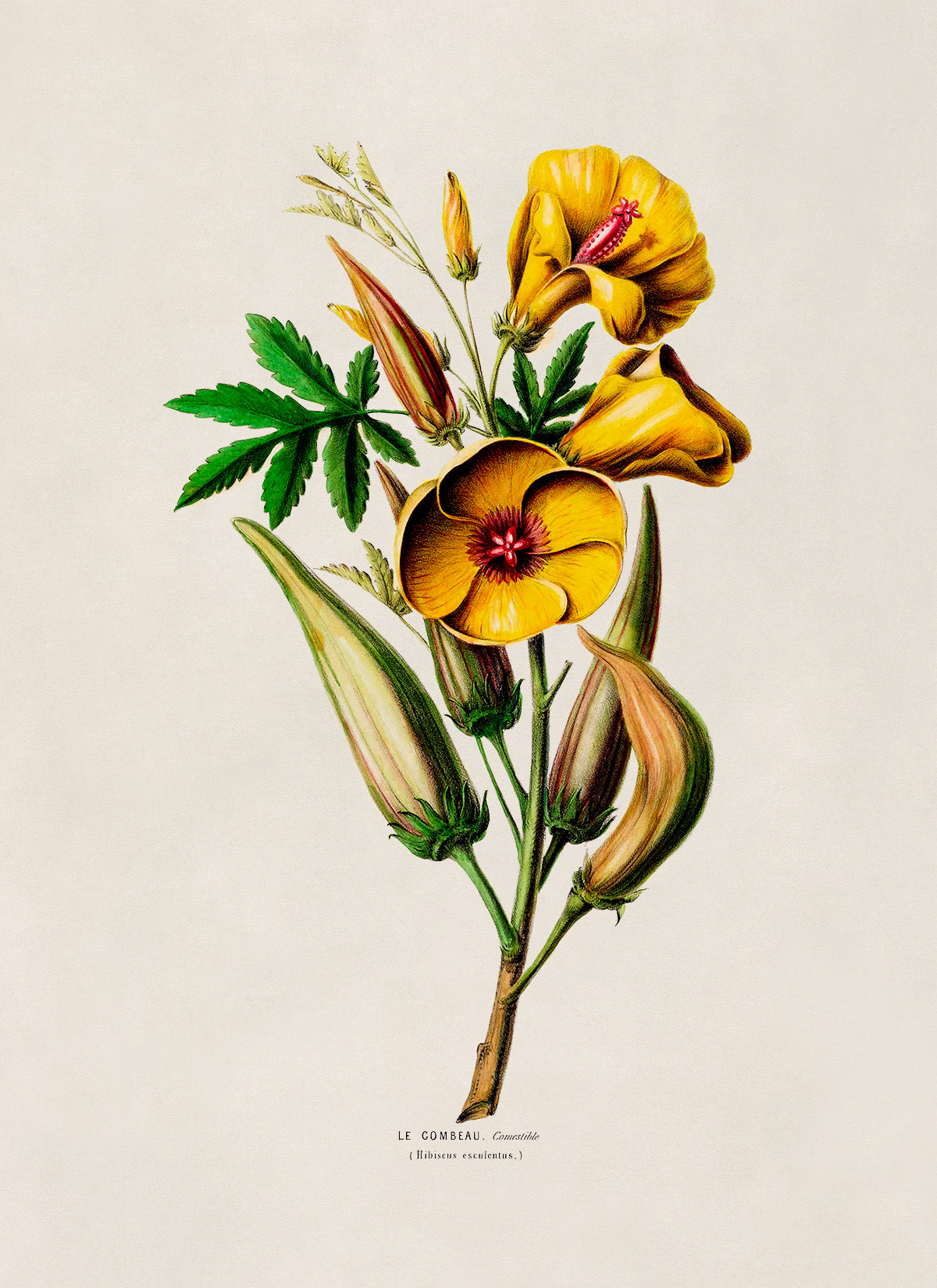 Okra Plant Botanical Illustration Print, FDA100