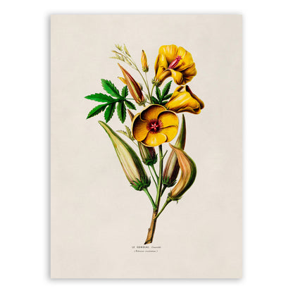 Okra Plant Botanical Illustration Print, FDA100