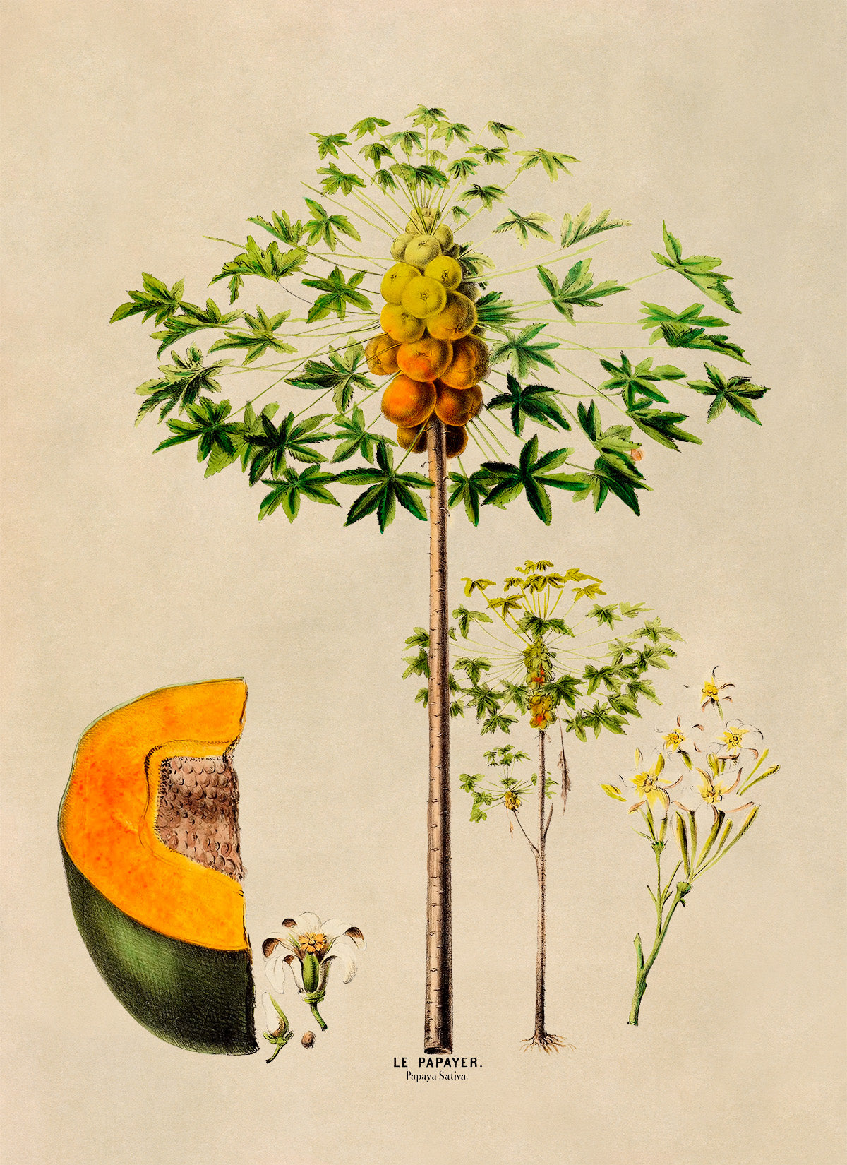 Papaya Fruit Tree Botanical Illustration Print, FDA101