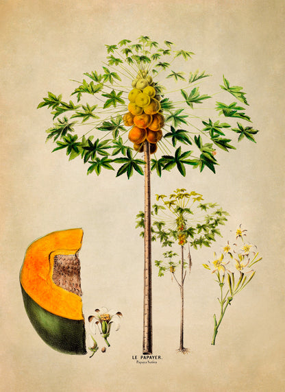 Papaya Fruit Tree Botanical Illustration Print, FDA101