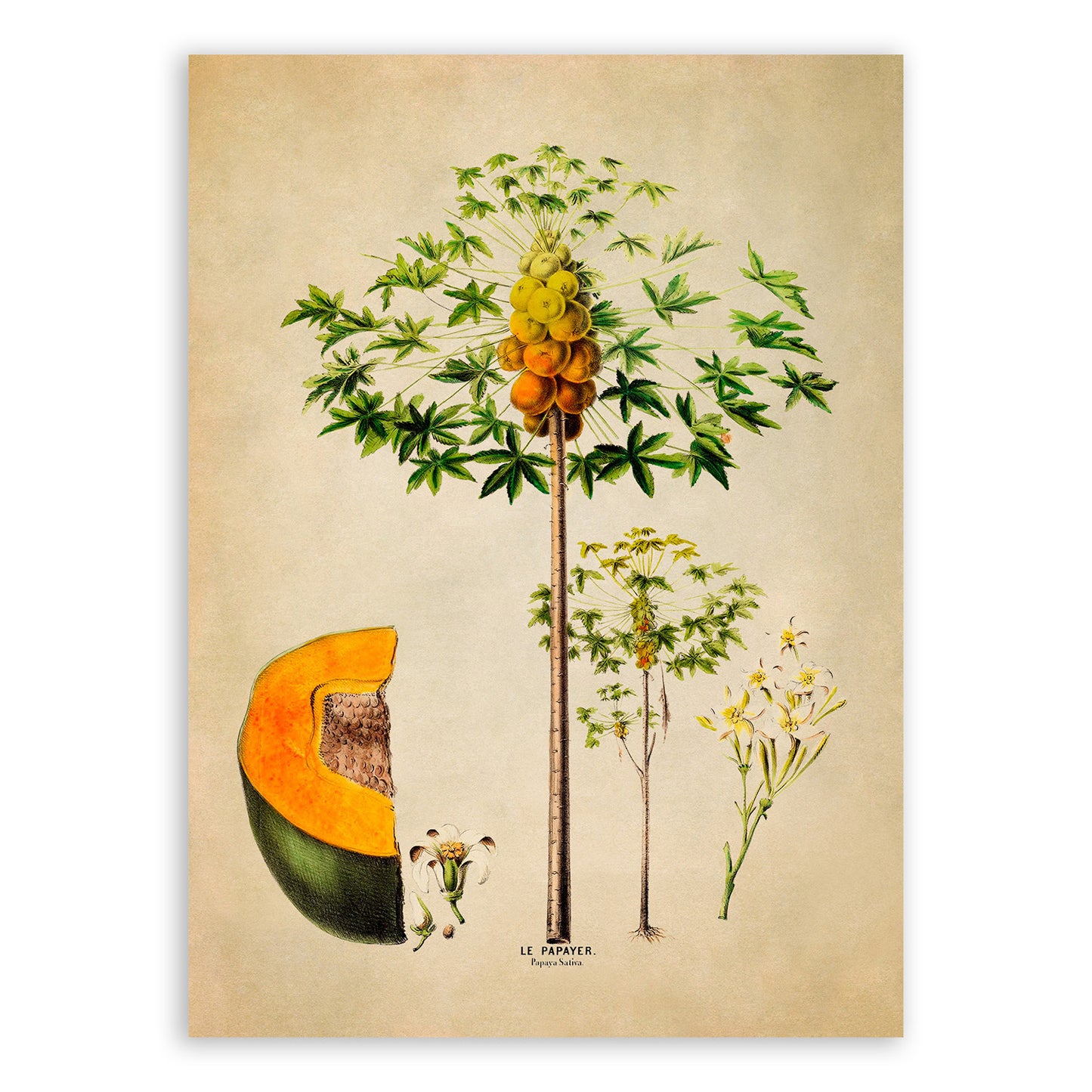 Papaya Fruit Tree Botanical Illustration Print, FDA101