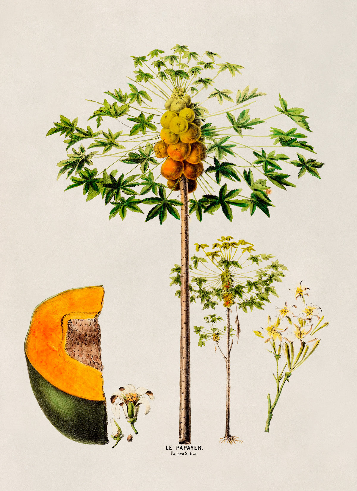 Papaya Fruit Tree Botanical Illustration Print, FDA101