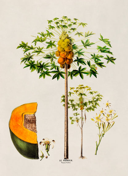 Papaya Fruit Tree Botanical Illustration Print, FDA101