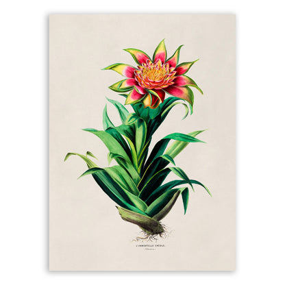 Tufted Airplant Botanical Illustration Print, FDA102