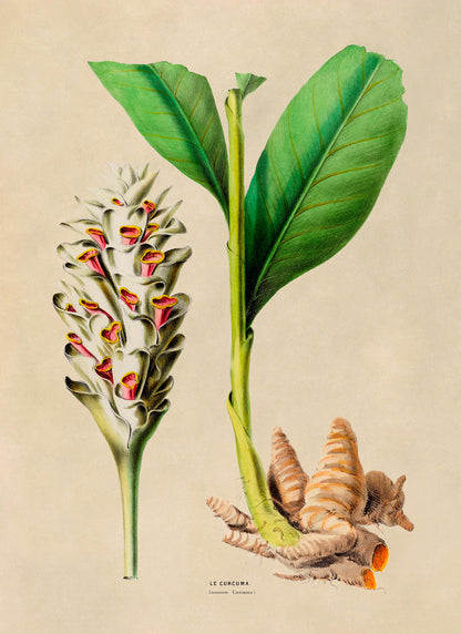 Turmeric Plant Botanical Illustration Print, FDA103