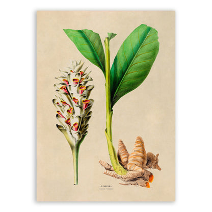 Turmeric Plant Botanical Illustration Print, FDA103