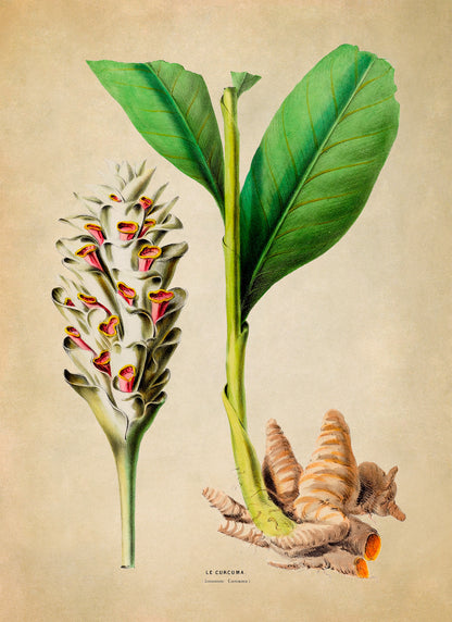 Turmeric Plant Botanical Illustration Print, FDA103