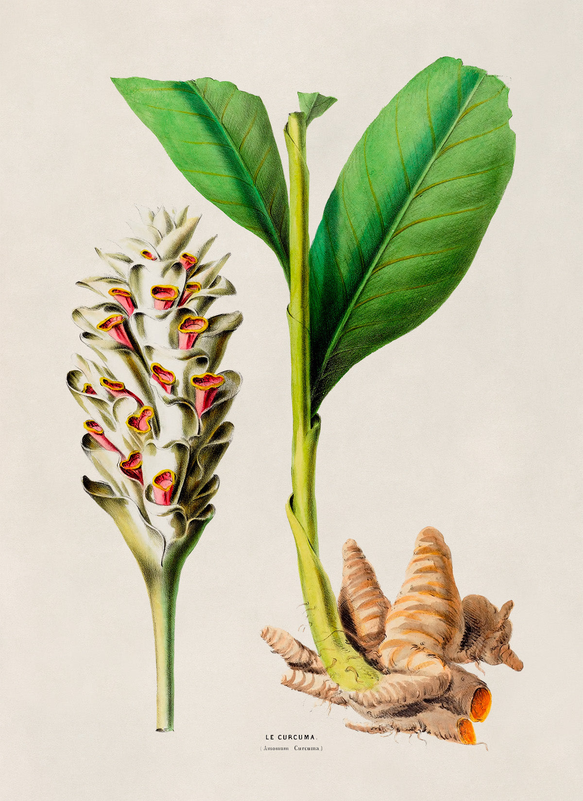 Turmeric Plant Botanical Illustration Print, FDA103