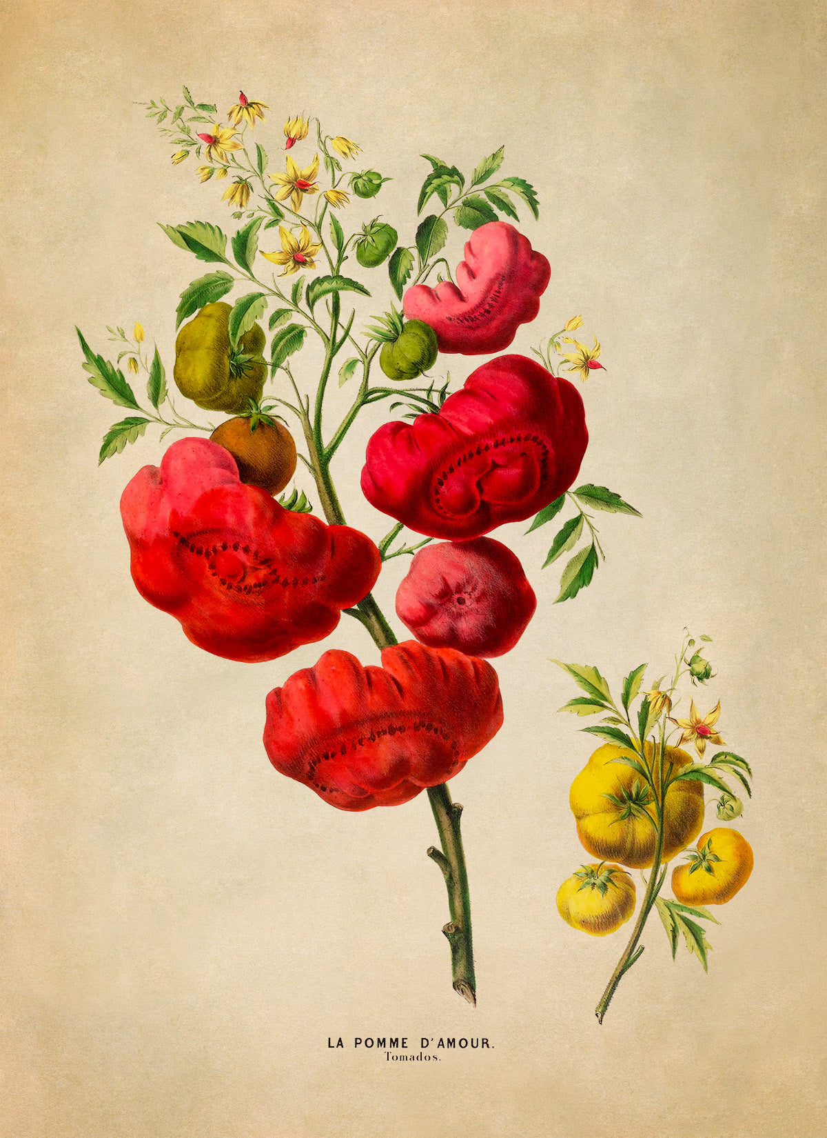 Tomato Plant Botanical Illustration Print, FDA104