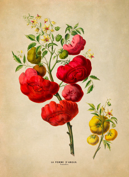 Tomato Plant Botanical Illustration Print, FDA104