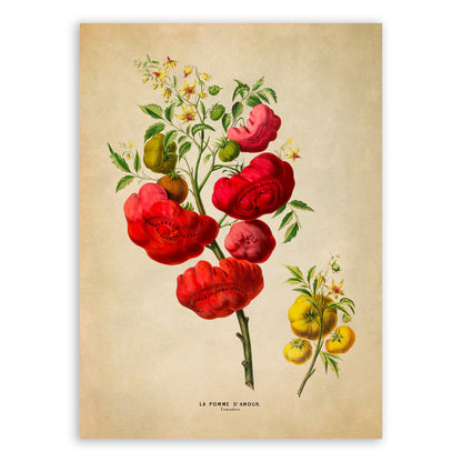 Tomato Plant Botanical Illustration Print, FDA104