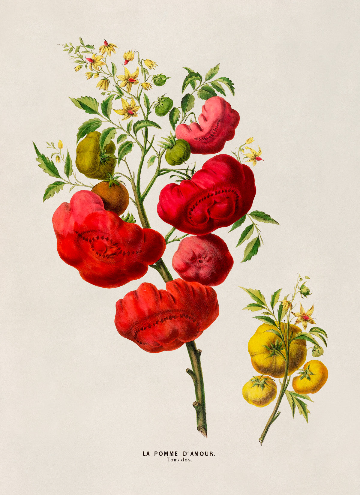 Tomato Plant Botanical Illustration Print, FDA104