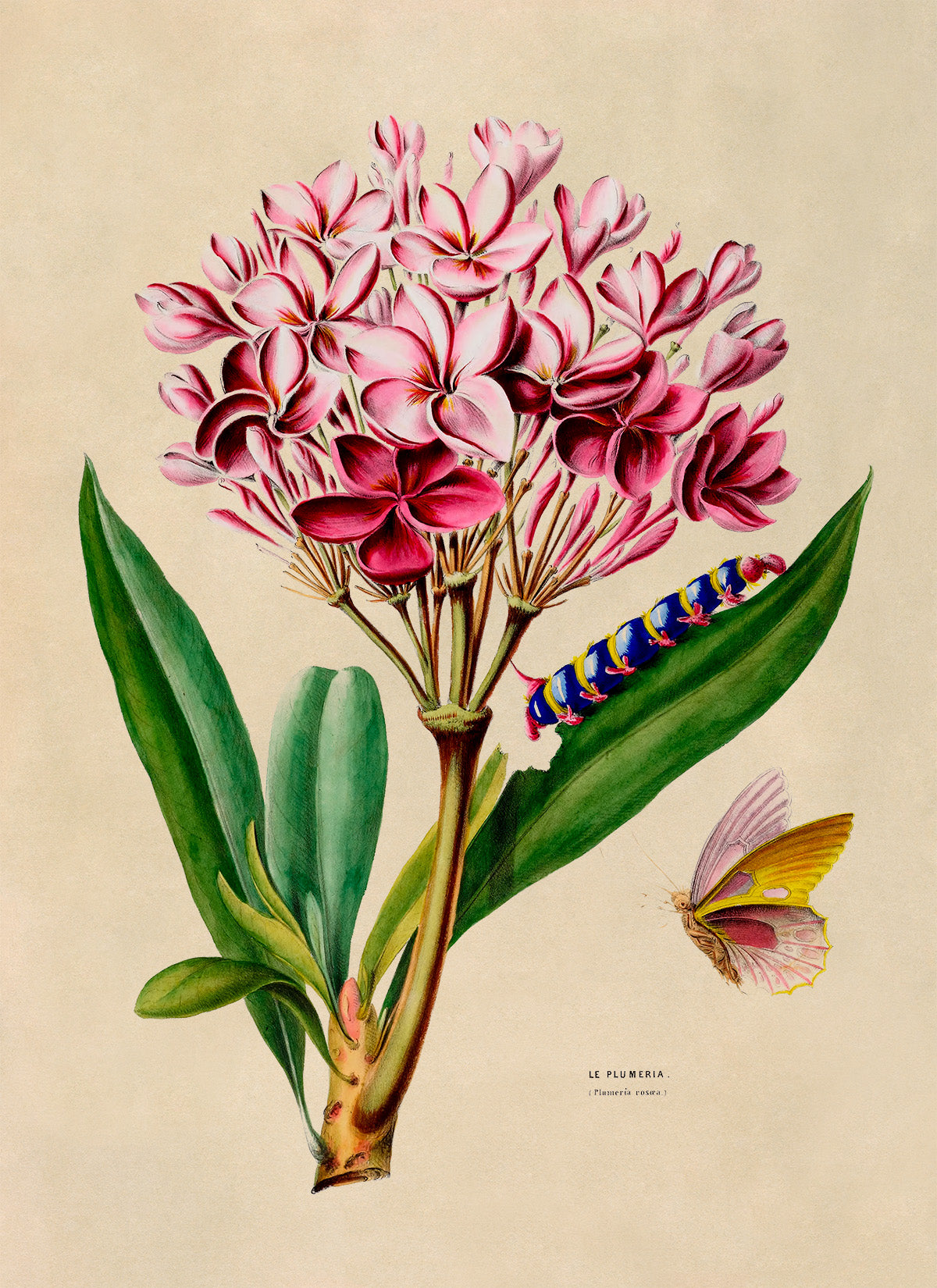 Red Frangipani Plant Botanical Illustration Print, FDA105