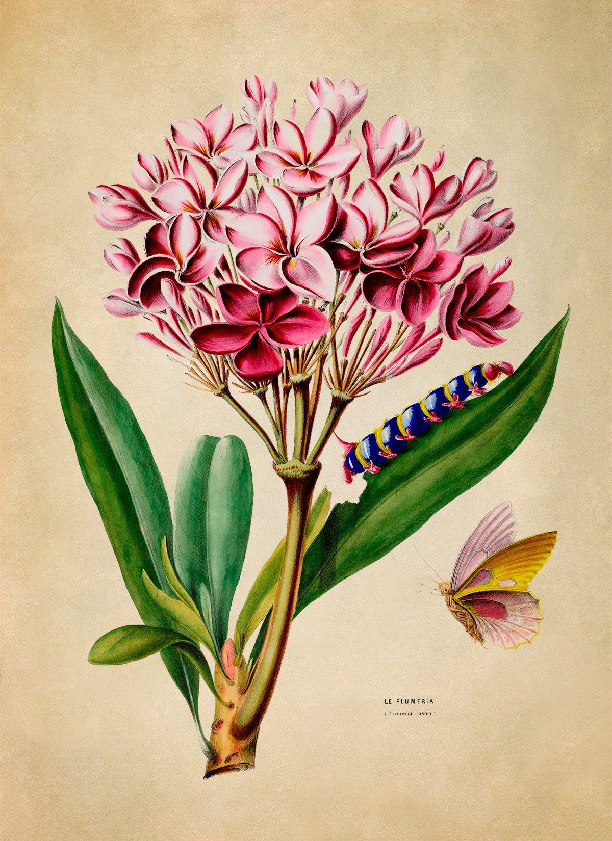 Red Frangipani Plant Botanical Illustration Print, FDA105