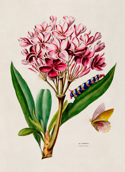 Red Frangipani Plant Botanical Illustration Print, FDA105