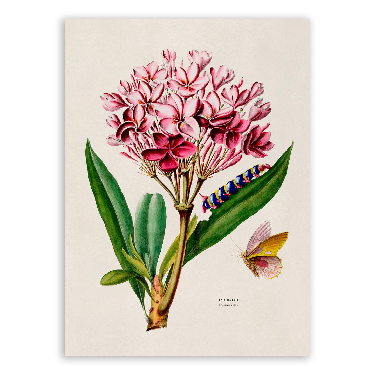 Red Frangipani Plant Botanical Illustration Print, FDA105