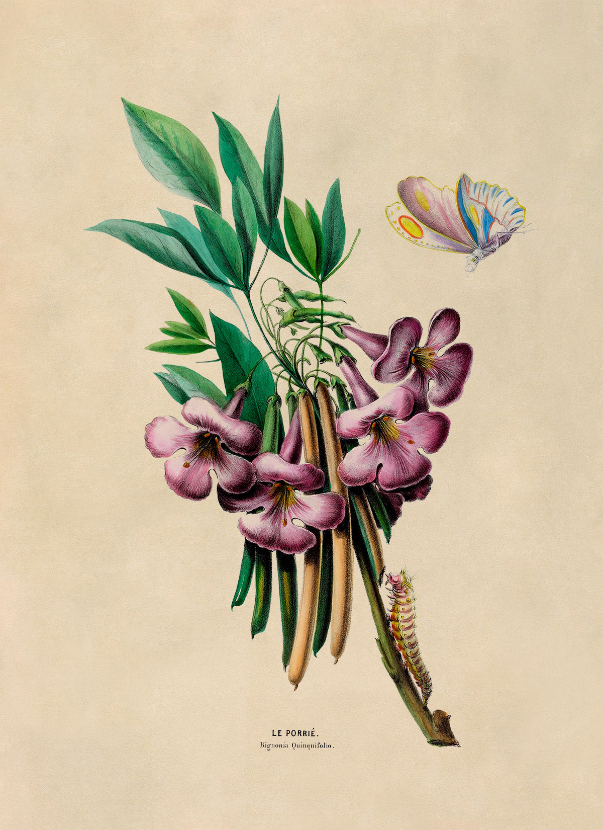 Crossvine Flower Botanical Illustration Print, FDA106