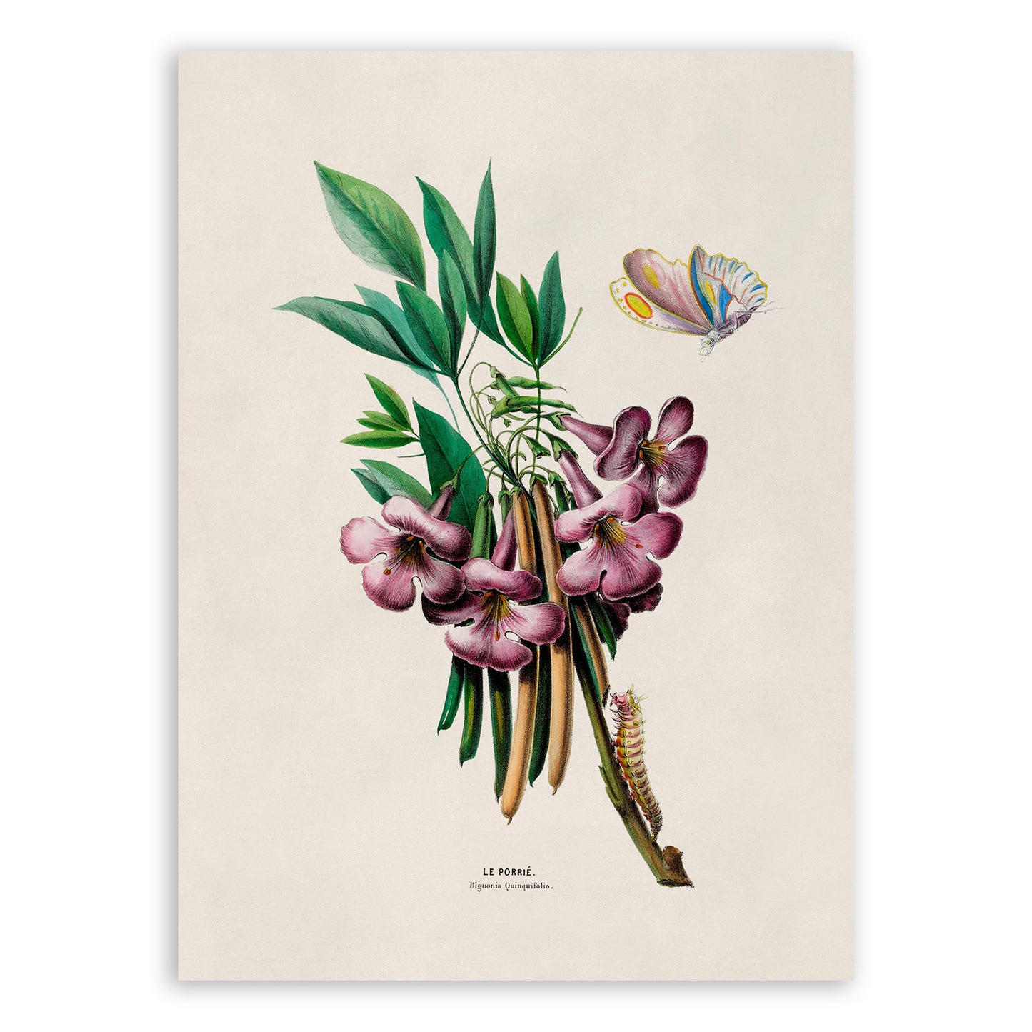 Crossvine Flower Botanical Illustration Print, FDA106