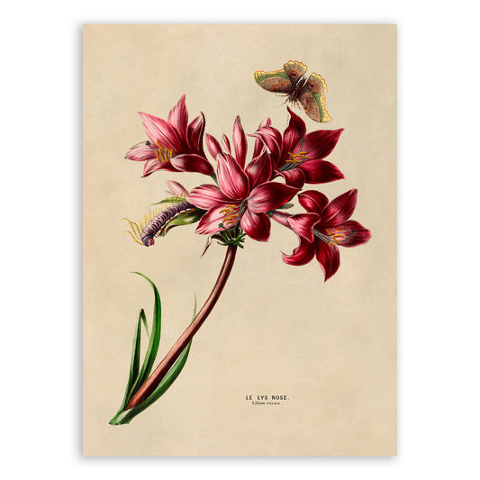 Belladonna Lily Flower Botanical Illustration Print, FDA107