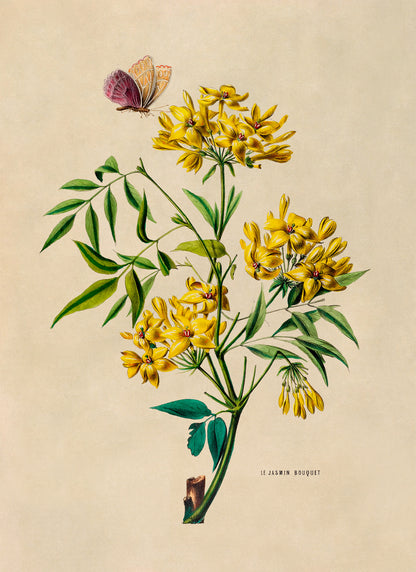 Yellow Jasmine Flower Botanical Illustration Print, FDA108