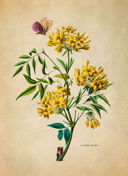 Yellow Jasmine Flower Botanical Illustration Print, FDA108