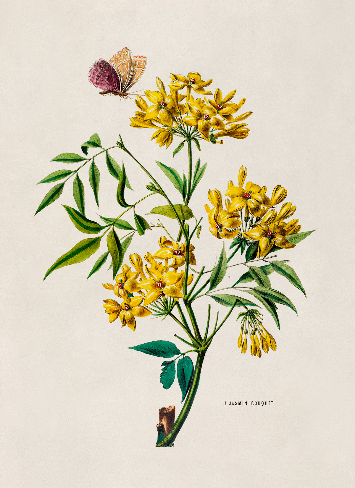 Yellow Jasmine Flower Botanical Illustration Print, FDA108