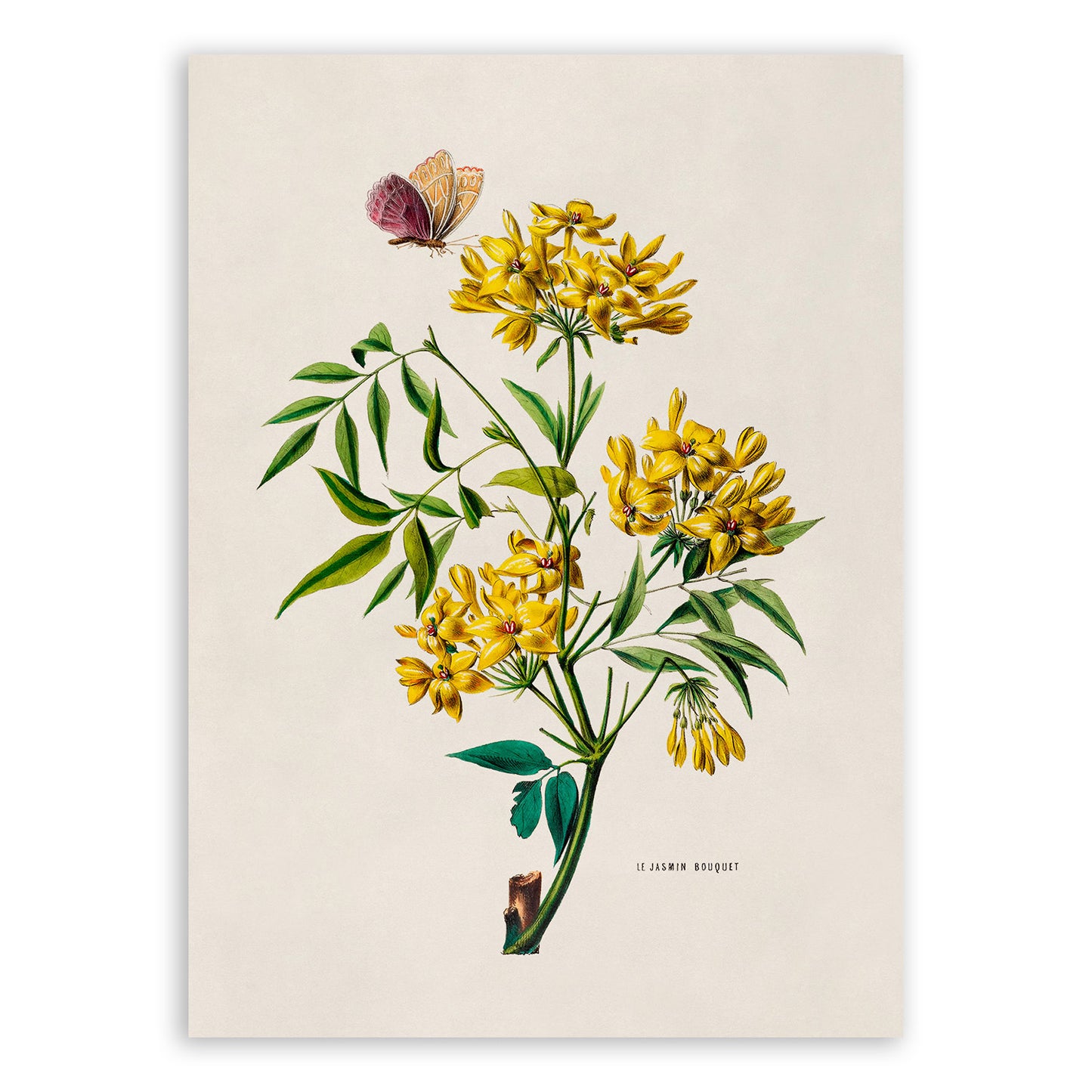 Yellow Jasmine Flower Botanical Illustration Print, FDA108