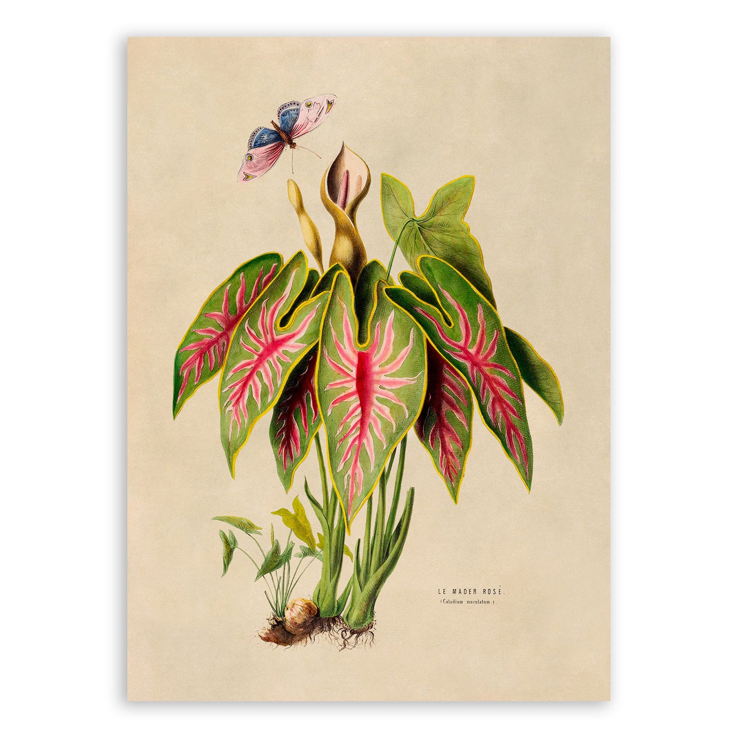 Elephant Ear Plant Botanical Illustration Print, FDA109