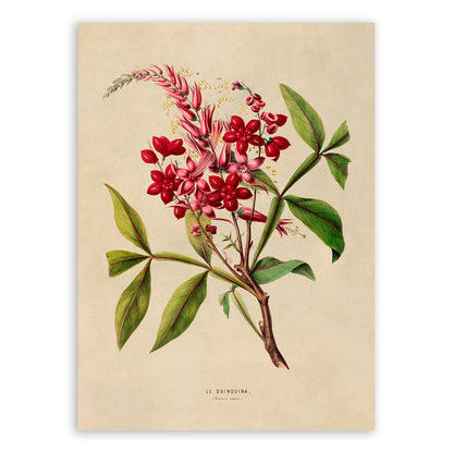 Amargo Plant Botanical Illustration Print, FDA10