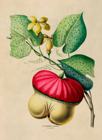 Wild Gourd Plant Botanical Illustration Print, FDA110