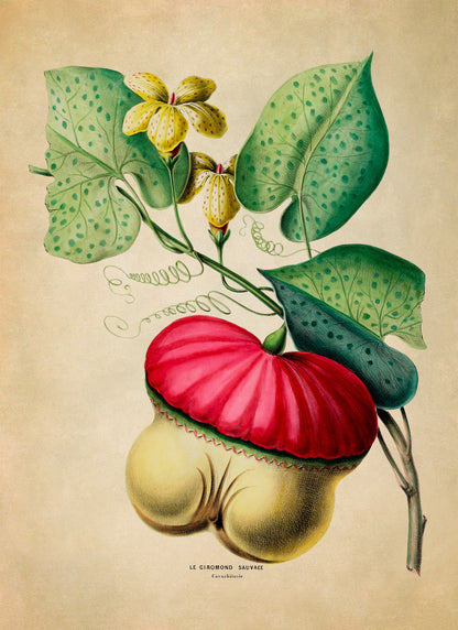 Wild Gourd Plant Botanical Illustration Print, FDA110