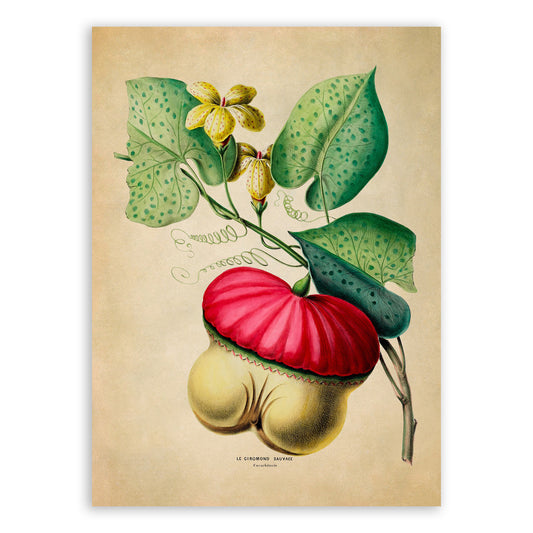 Wild Gourd Plant Botanical Illustration Print, FDA110