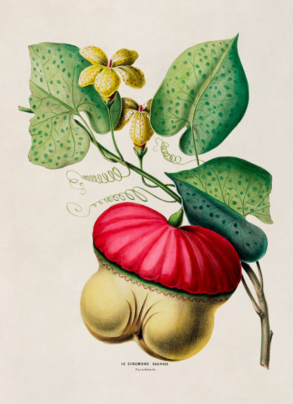 Wild Gourd Plant Botanical Illustration Print, FDA110