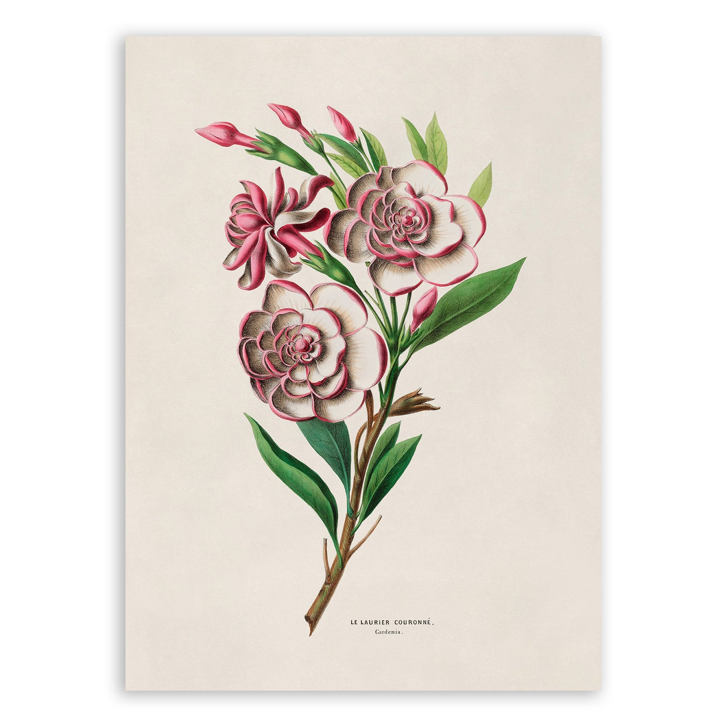 Gardenia Flower Botanical Illustration Print, FDA112